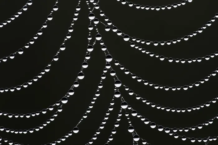 Framed Print : Dewdrops on a Spider's Web Print, Hesse, Germany
