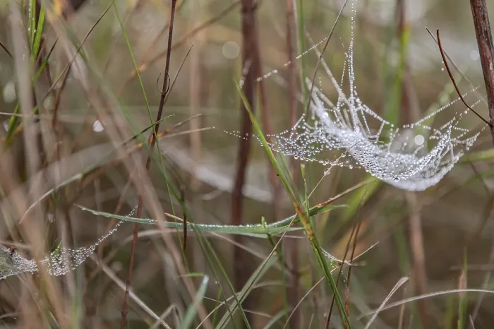 Framed Print : Dewdrops in a spider's web Print Framed Print : Dewdrops in a spider's web Print