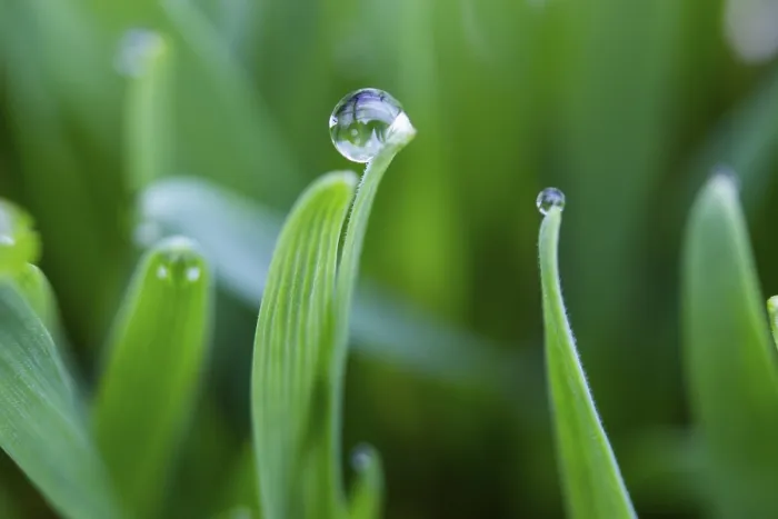 Framed Print : Morning Dew Print: Dewdrops on Wheat Framed Print : Morning Dew Print: Dewdrops on Wheat