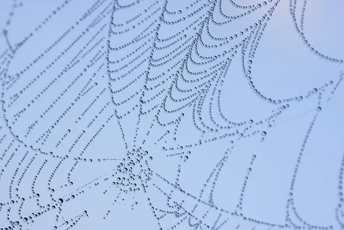 Framed Print : Dewy Spider Web Print Framed Print : Dewy Spider Web Print
