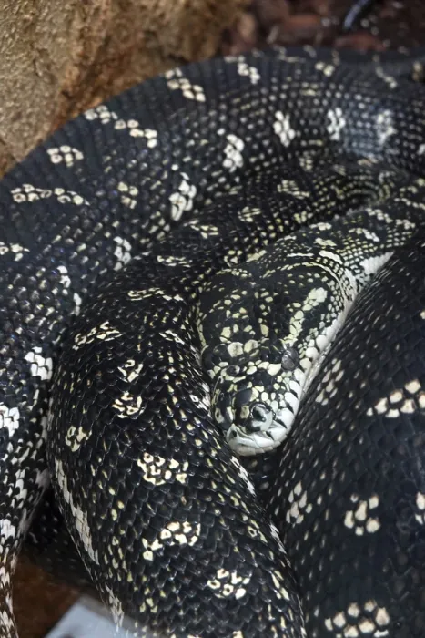 Framed Print : Print of Diamond Python in a German Zoo Framed Print : Print of Diamond Python in a German Zoo