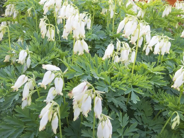 Framed Print : Dicentra Bloom Print in Spring Garden Framed Print : Dicentra Bloom Print in Spring Garden
