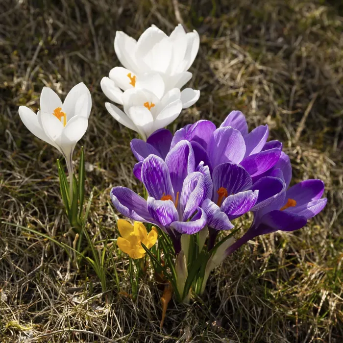 Framed Print : Colourful Crocuses Print, Schleswig-Holstein, Germany Framed Print : Colourful Crocuses Print, Schleswig-Holstein, Germany