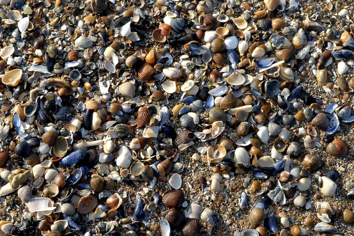 Framed Print : Different Coloured Seashells Print, Norway Beach