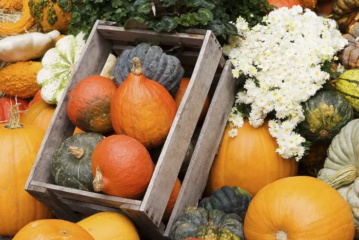 Framed Print : Different Pumpkins Print Framed Print : Different Pumpkins Print