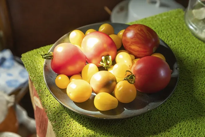 Framed Print : Different Tomatoes Ceramic Plate Print Framed Print : Different Tomatoes Ceramic Plate Print