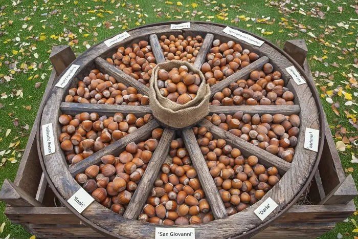 Framed Print : Hazelnuts in Wagon Wheel Print, Munsterland, Germany Framed Print : Hazelnuts in Wagon Wheel Print, Munsterland, Germany