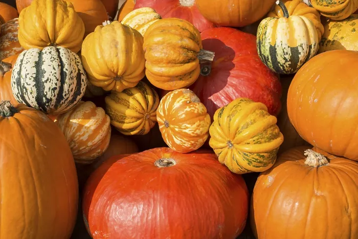Framed Print : Different Varieties of Pumpkins Print, Germany Framed Print : Different Varieties of Pumpkins Print, Germany