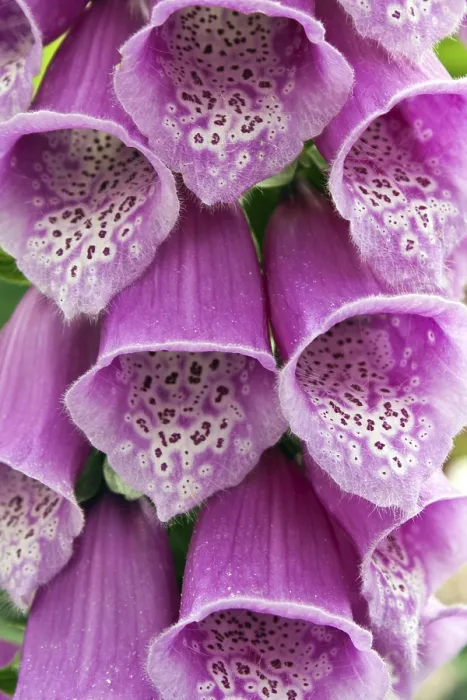 Framed Print : Digitalis Digitalis Print by imageBROKER Framed Print : Digitalis Digitalis Print by imageBROKER