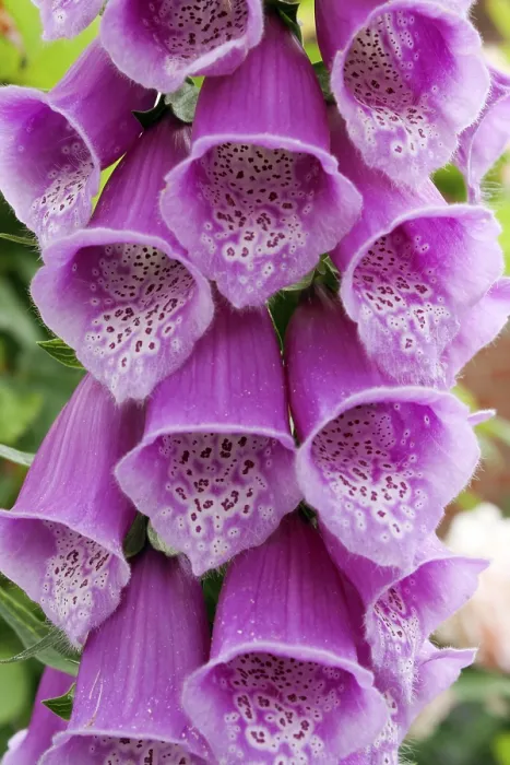 Framed Print : Digitalis Digitalis Print