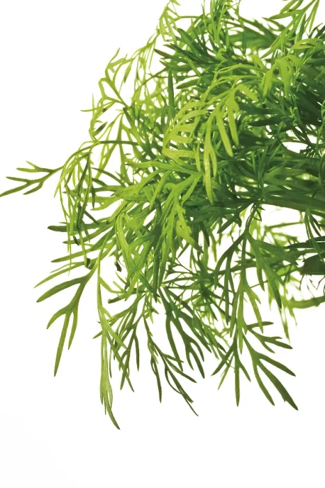 Framed Print : Dill Pickle Print Framed Print : Dill Pickle Print