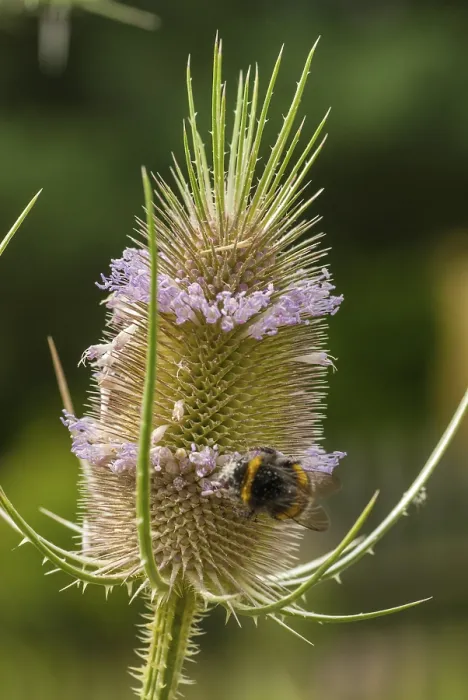 Framed Print : Dipsacus Fullonum Print - Fuller's Teasel Framed Print : Dipsacus Fullonum Print - Fuller's Teasel