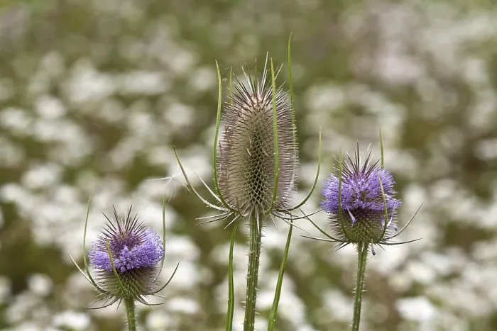 Framed Print : Wild Teasel Print Dipsacus fullonum Framed Print : Wild Teasel Print Dipsacus fullonum