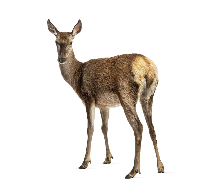 Framed Print : Doe Standing and Looking Back Print Framed Print : Doe Standing and Looking Back Print