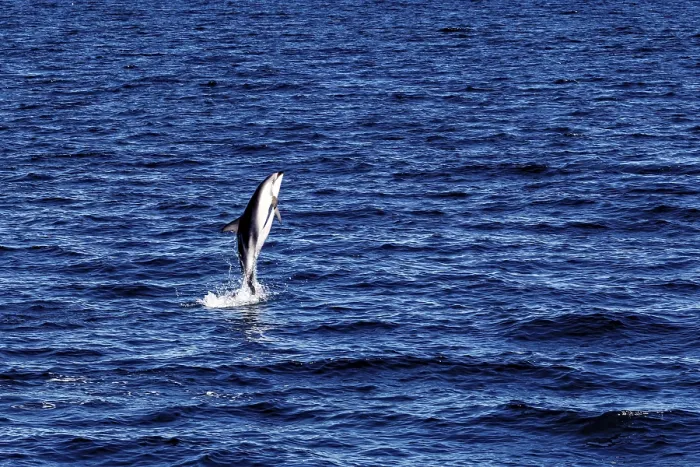 Framed Print : A Dolphin Leaps Out of the Blue Sea Print