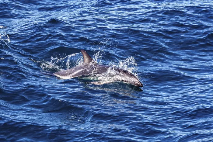Framed Print : Clymene Dolphin in Open Sea Print Framed Print : Clymene Dolphin in Open Sea Print