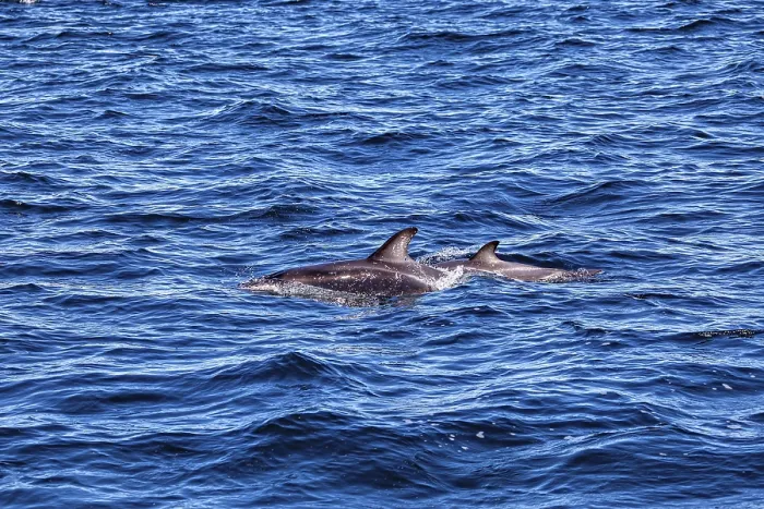 Framed Print : Two Dolphins Swimming Side by Side Print