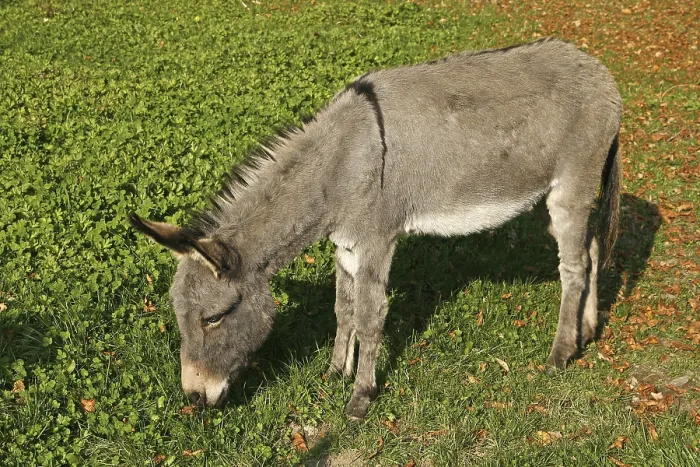 Framed Print : Donkey Print from imageBROKER Framed Print : Donkey Print from imageBROKER