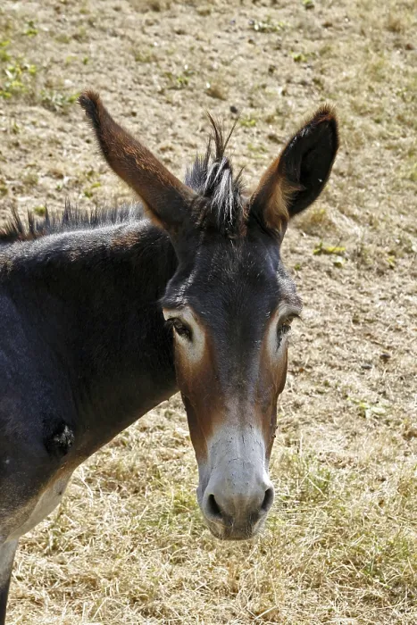 Framed Print : Donkey Print from imageBROKER Framed Print : Donkey Print from imageBROKER