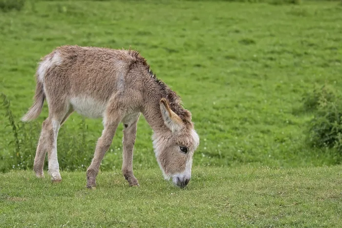 Framed Print : Donkey in a Clearing Print