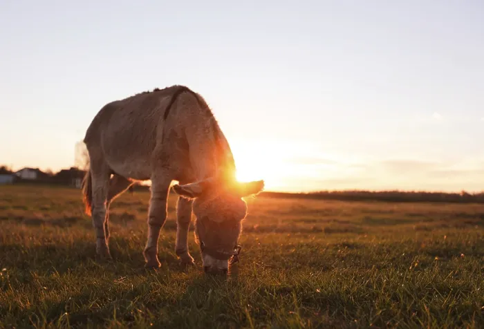 Framed Print : A Donkey Grazes in a Meadow Print Framed Print : A Donkey Grazes in a Meadow Print