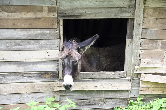 Framed Print : Donkey at a Window Print Framed Print : Donkey at a Window Print