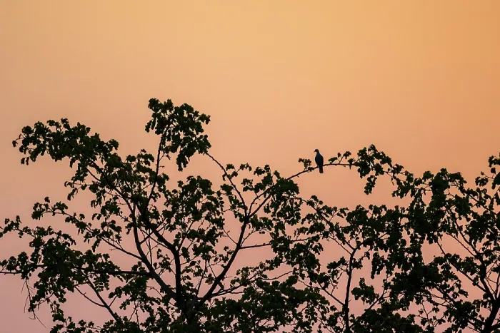 Framed Print : Dove on Tree with Sunset Print, Zambezi Region, Namibia Framed Print : Dove on Tree with Sunset Print, Zambezi Region, Namibia
