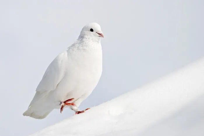 Framed Print : Dove in Winter Print Framed Print : Dove in Winter Print