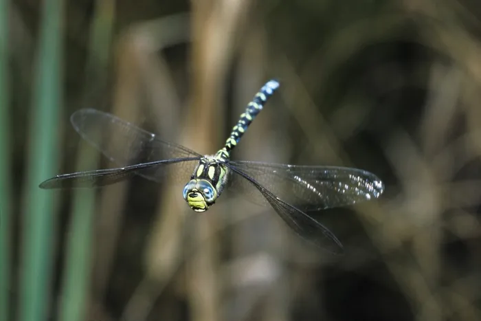 Framed Print : Dragonfly (Aeshna cyanea) in Flight Print Framed Print : Dragonfly (Aeshna cyanea) in Flight Print