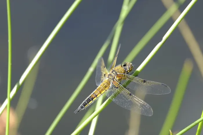 Framed Print : Dragonfly Portrait Print Framed Print : Dragonfly Portrait Print