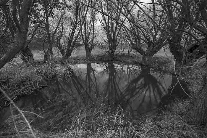 Framed Print : Dramatic Willows Print, Mecklenburg-Vorpommern Germany Framed Print : Dramatic Willows Print, Mecklenburg-Vorpommern Germany