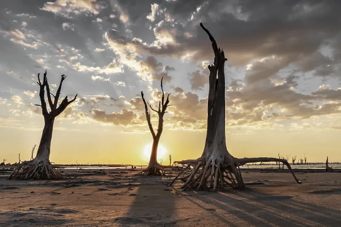 Framed Print : Dramatic Landscape Print: Dry Trees Backlit at Sunset Framed Print : Dramatic Landscape Print: Dry Trees Backlit at Sunset