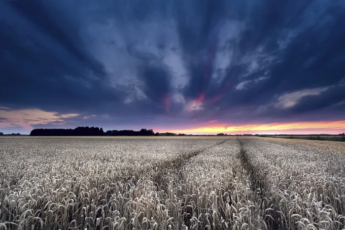 Framed Print : Dramatic Sunset Print over Wheat Field in Summer Framed Print : Dramatic Sunset Print over Wheat Field in Summer