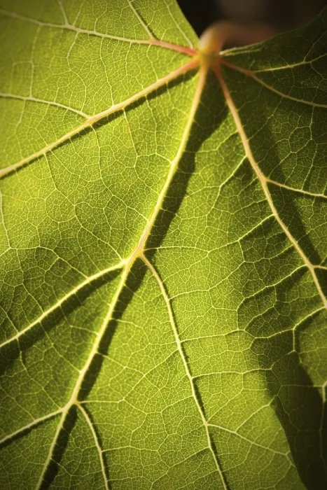 Framed Print : Dramatically lit grape leaf details print Framed Print : Dramatically lit grape leaf details print