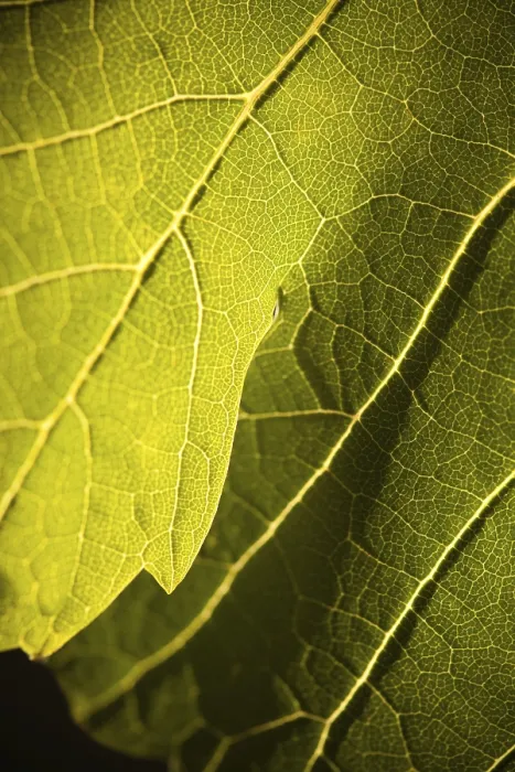 Framed Print : Dramatically lit grape leaf details print Framed Print : Dramatically lit grape leaf details print