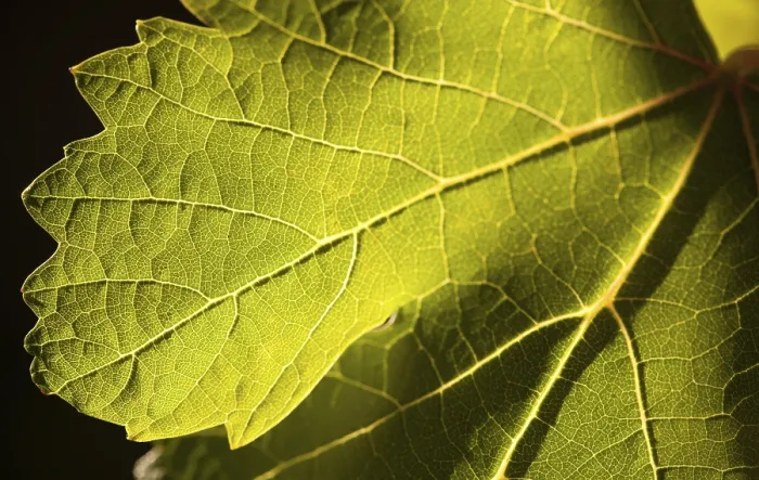 Framed Print : Dramatically lit grape leaf details print Framed Print : Dramatically lit grape leaf details print