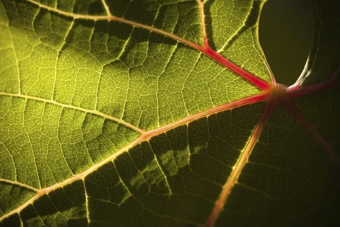 Framed Print : Dramatically lit Grape Leaf Print on Vineyard Framed Print : Dramatically lit Grape Leaf Print on Vineyard