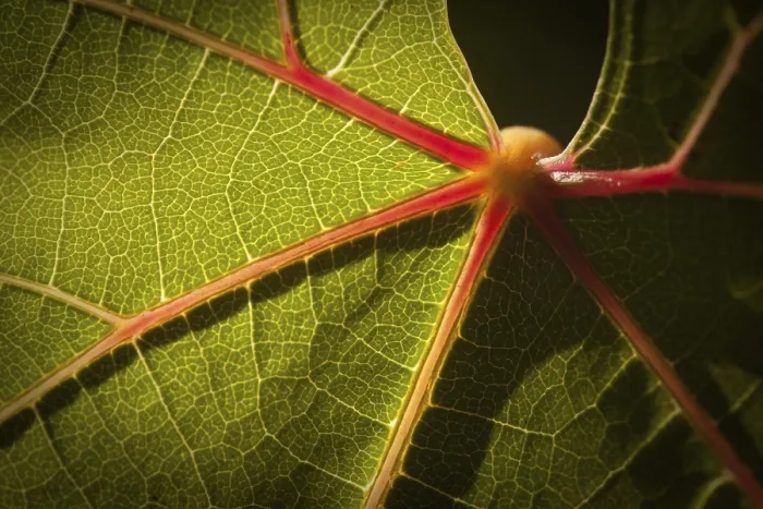 Framed Print : Dramatically Lit Grape Leaf Print Framed Print : Dramatically Lit Grape Leaf Print