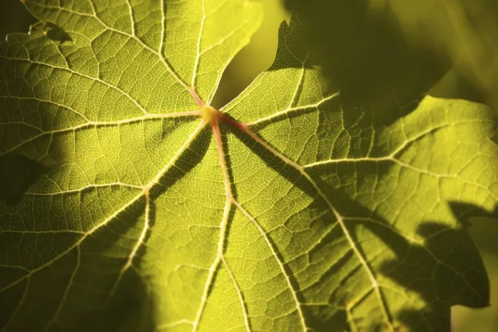 Framed Print : Dramatically Lit Grape Leaf Print Framed Print : Dramatically Lit Grape Leaf Print