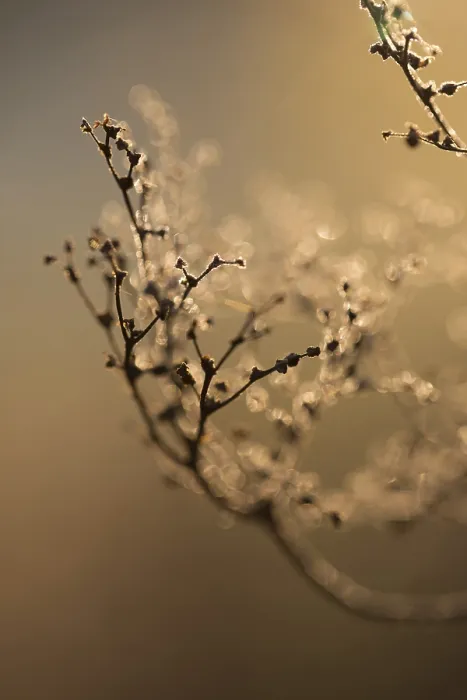Framed Print : Dried Branches Print by ImageBROKER Framed Print : Dried Branches Print by ImageBROKER