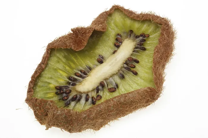 Framed Print : Dried Kiwi Slice Print Framed Print : Dried Kiwi Slice Print
