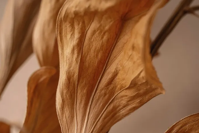 Framed Print : Dried Leaf Close-up Print, Autumn Nature Background Framed Print : Dried Leaf Close-up Print, Autumn Nature Background