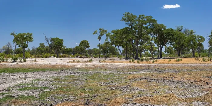 Framed Print : Dried Out Riverbed Landscape Print, Botswana Framed Print : Dried Out Riverbed Landscape Print, Botswana
