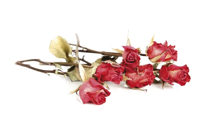 Framed Print : Dried Roses Print - Delicate Floral Artwork Framed Print : Dried Roses Print - Delicate Floral Artwork