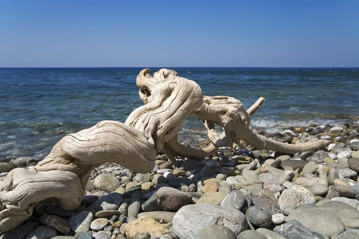 Framed Print : Driftwood at the Beach Print Framed Print : Driftwood at the Beach Print