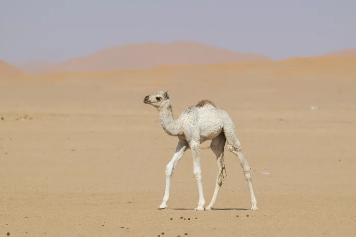 Framed Print : Dromedary in Rhub al Khali, Oman Print Framed Print : Dromedary in Rhub al Khali, Oman Print