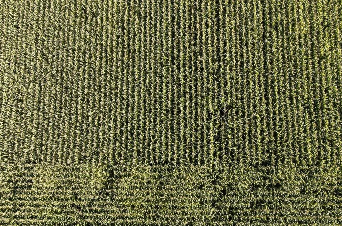 Framed Print : Drone Image Print: Maize Field in Innviertel, Austria