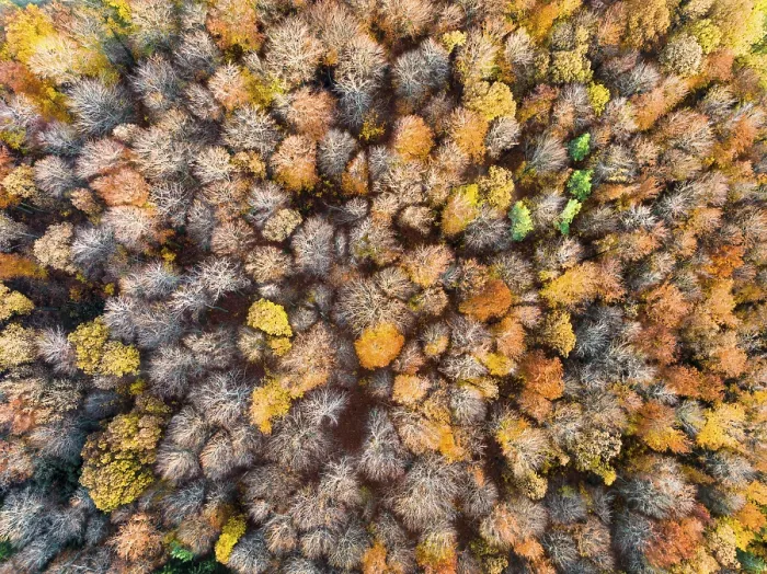 Framed Print : Drone View Print of Autumn Forest in Remstal, Germany Framed Print : Drone View Print of Autumn Forest in Remstal, Germany