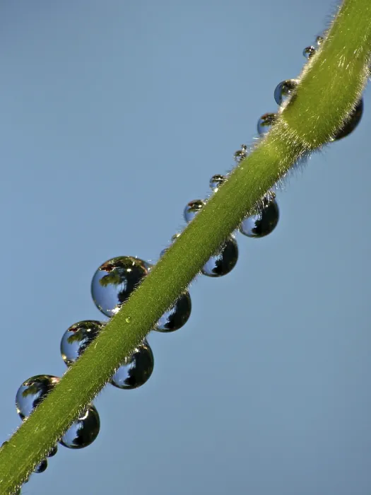 Framed Print : Drop Drop Print by imageBROKER Framed Print : Drop Drop Print by imageBROKER