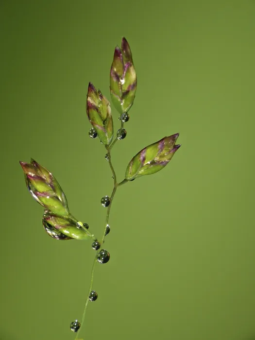 Framed Print : Drop Drop Print by ImageBROKER Framed Print : Drop Drop Print by ImageBROKER